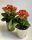 Kalanchoe flower ծաղիկների | ծաղկեպսակների առաքում Երևան