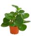 Peperomia ծաղիկների | ծաղկեպսակների առաքում Երևան