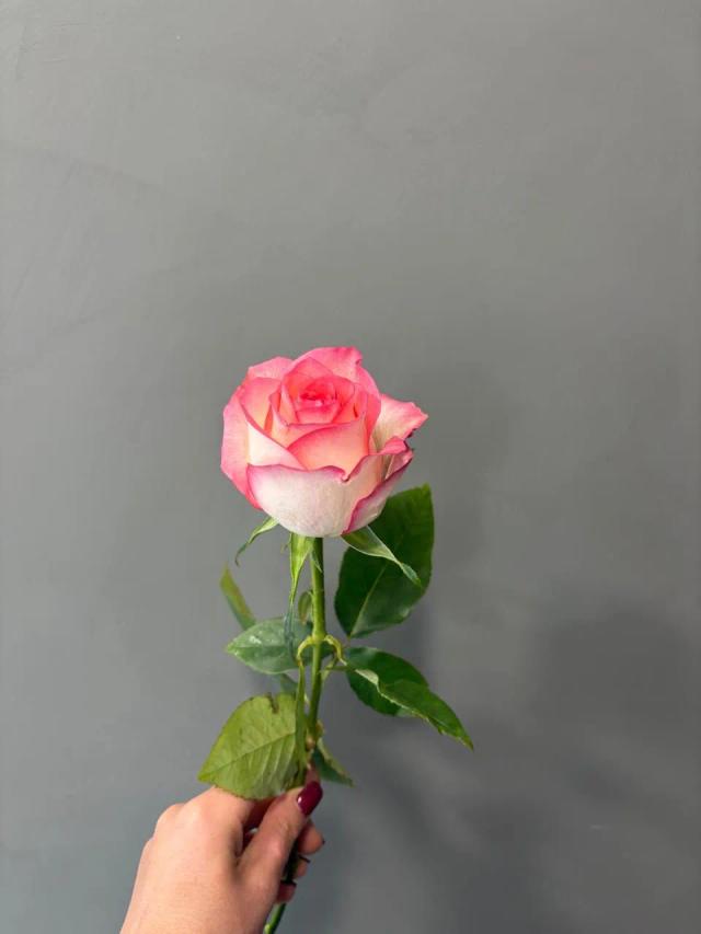 Rose Jumilia | ծաղիկներ, ծաղկեպսակներ, բույսեր - առաքում Երևան