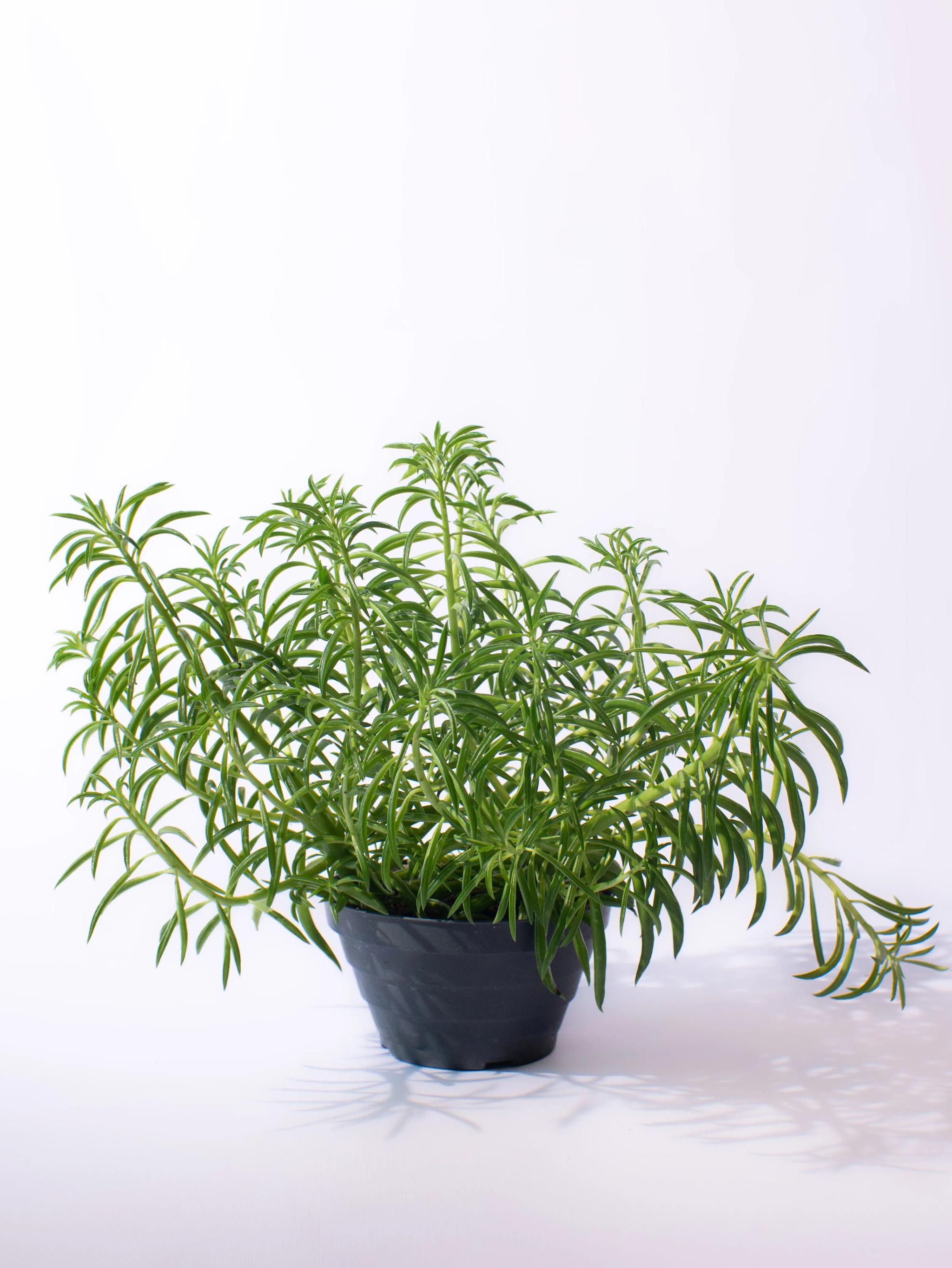 Peperomia nevada | ծաղիկներ, ծաղկեպսակներ, բույսեր Երևան