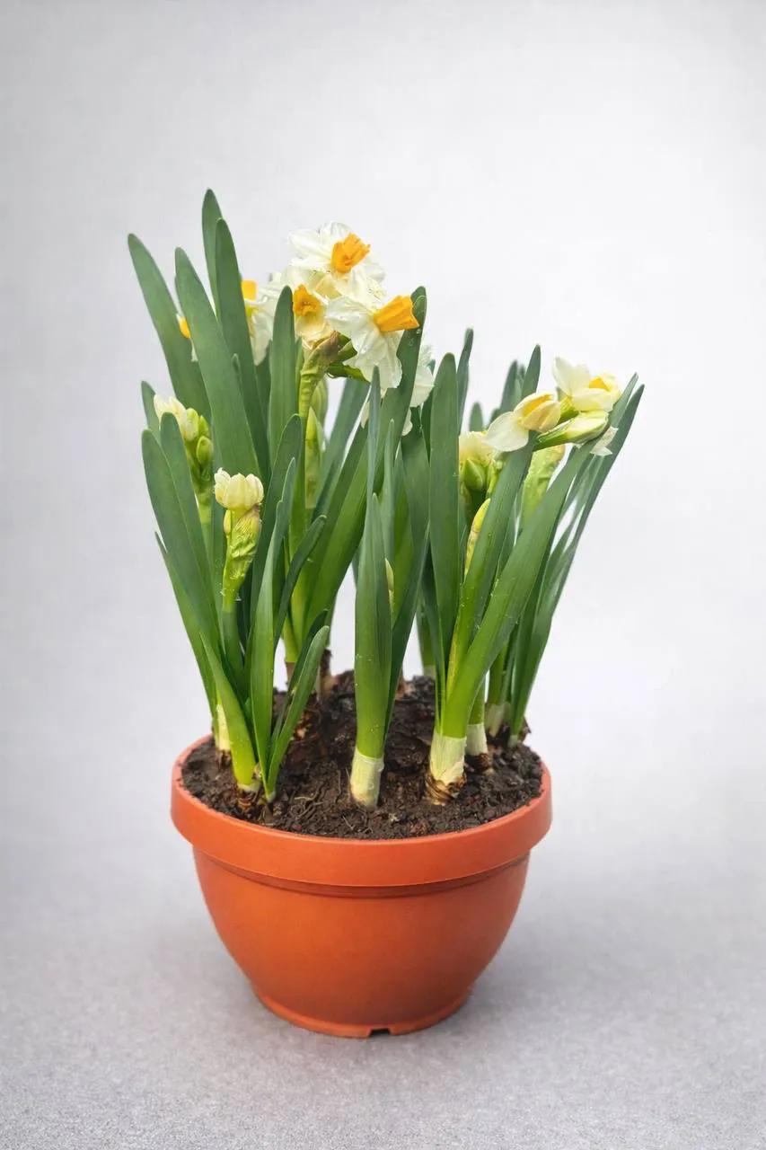 Marigold bulb | ծաղիկներ, ծաղկեպսակներ, բույսեր Երևան