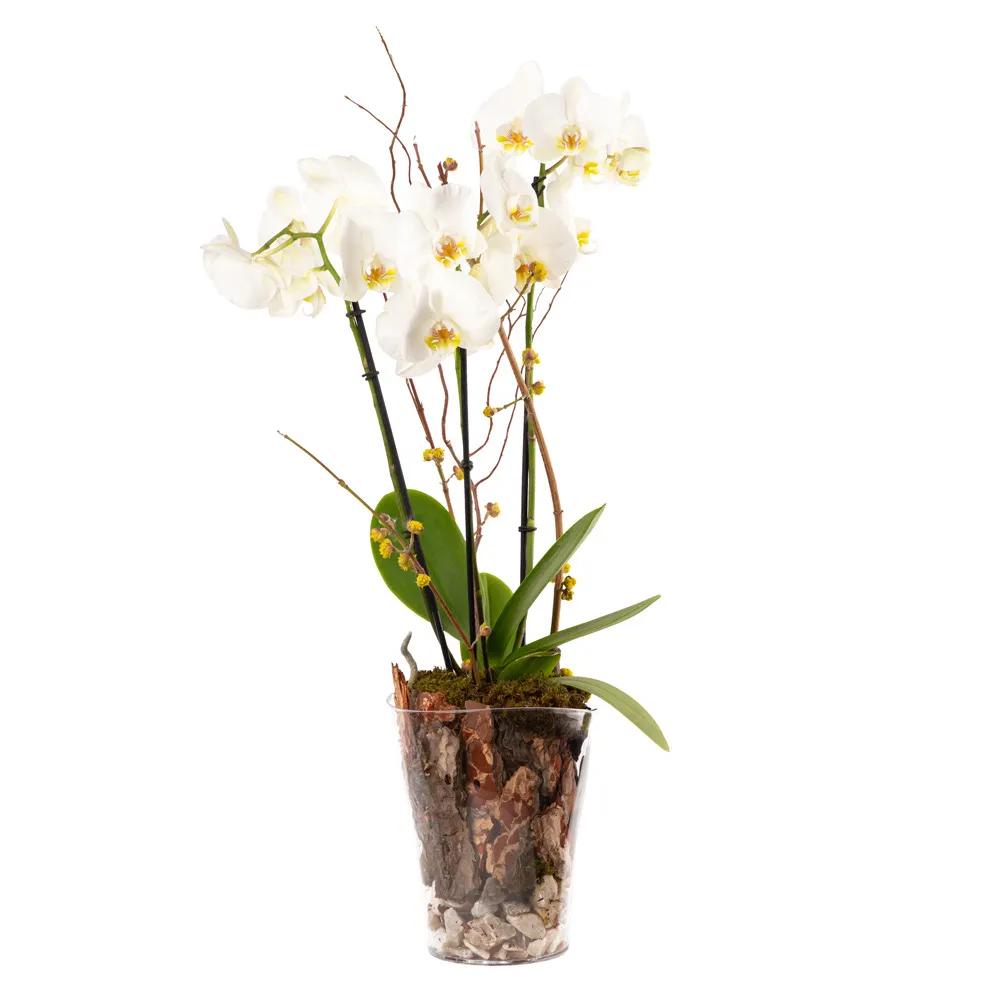 Composition with orchids | ծաղիկներ, ծաղկեպսակներ, բույսեր Երևան