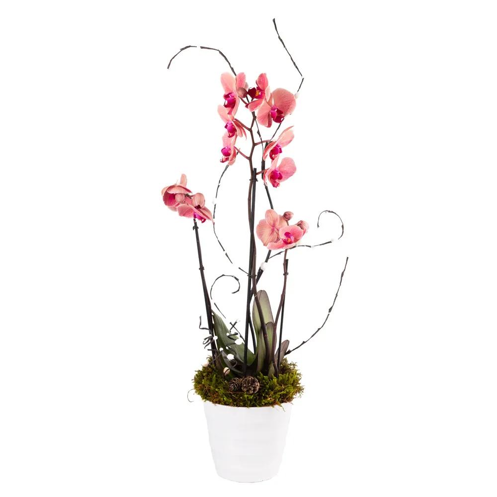 Composition with orchids | ծաղիկներ, ծաղկեպսակներ, բույսեր Երևան