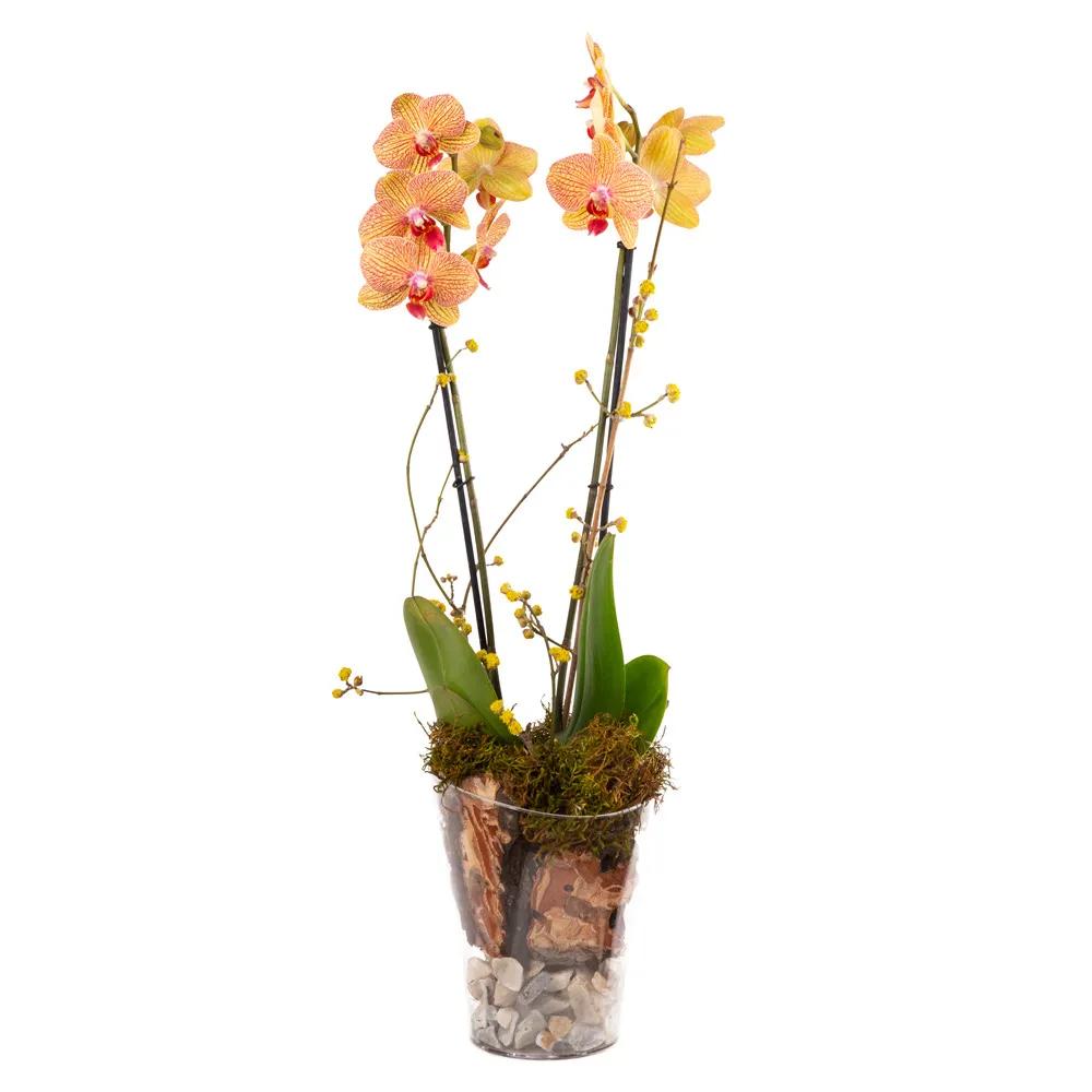 Composition with orchids | ծաղիկներ, ծաղկեպսակներ, բույսեր Երևան