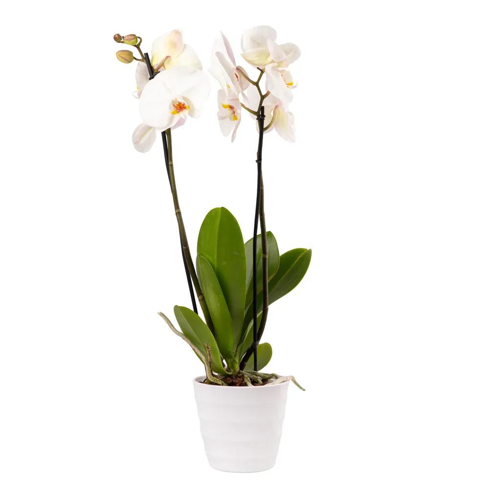 Orchid with decorative caspo | ծաղիկներ, ծաղկեպսակներ, բույսեր Երևան