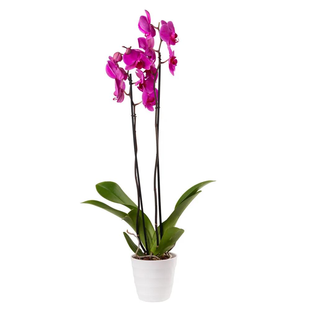 Orchid with decorative caspo | ծաղիկներ, ծաղկեպսակներ, բույսեր Երևան
