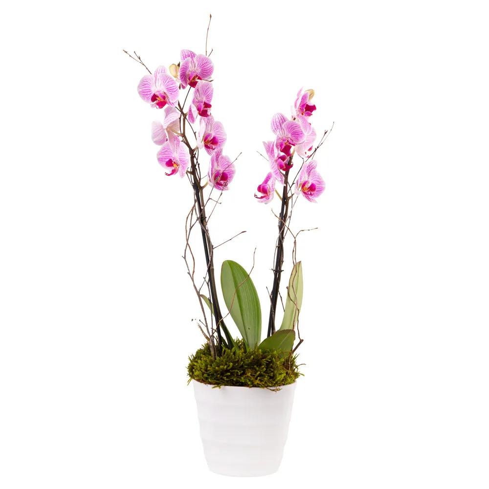 Orchid with decorative caspo | ծաղիկներ, ծաղկեպսակներ, բույսեր Երևան