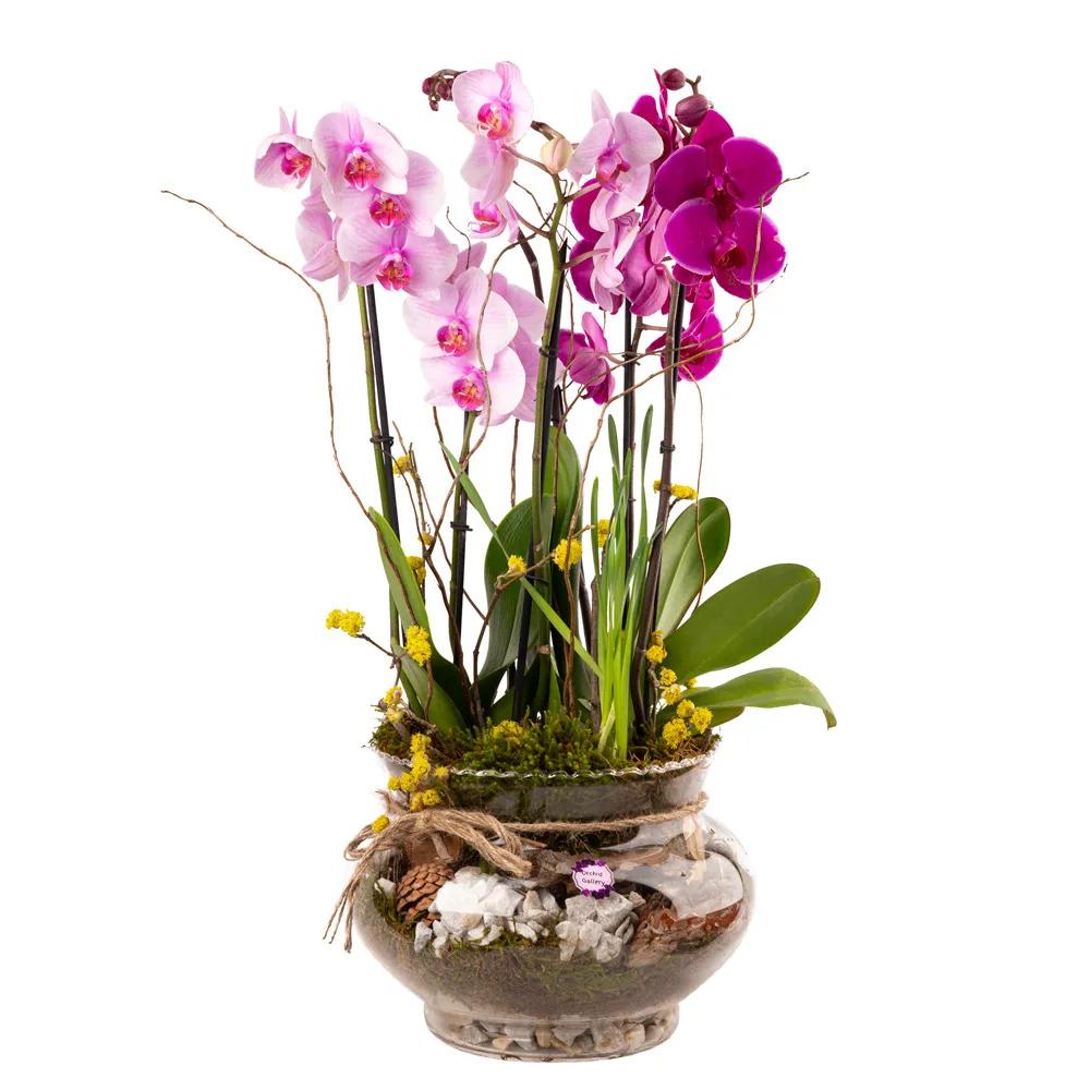 Composition with orchids | ծաղիկներ, ծաղկեպսակներ, բույսեր Երևան