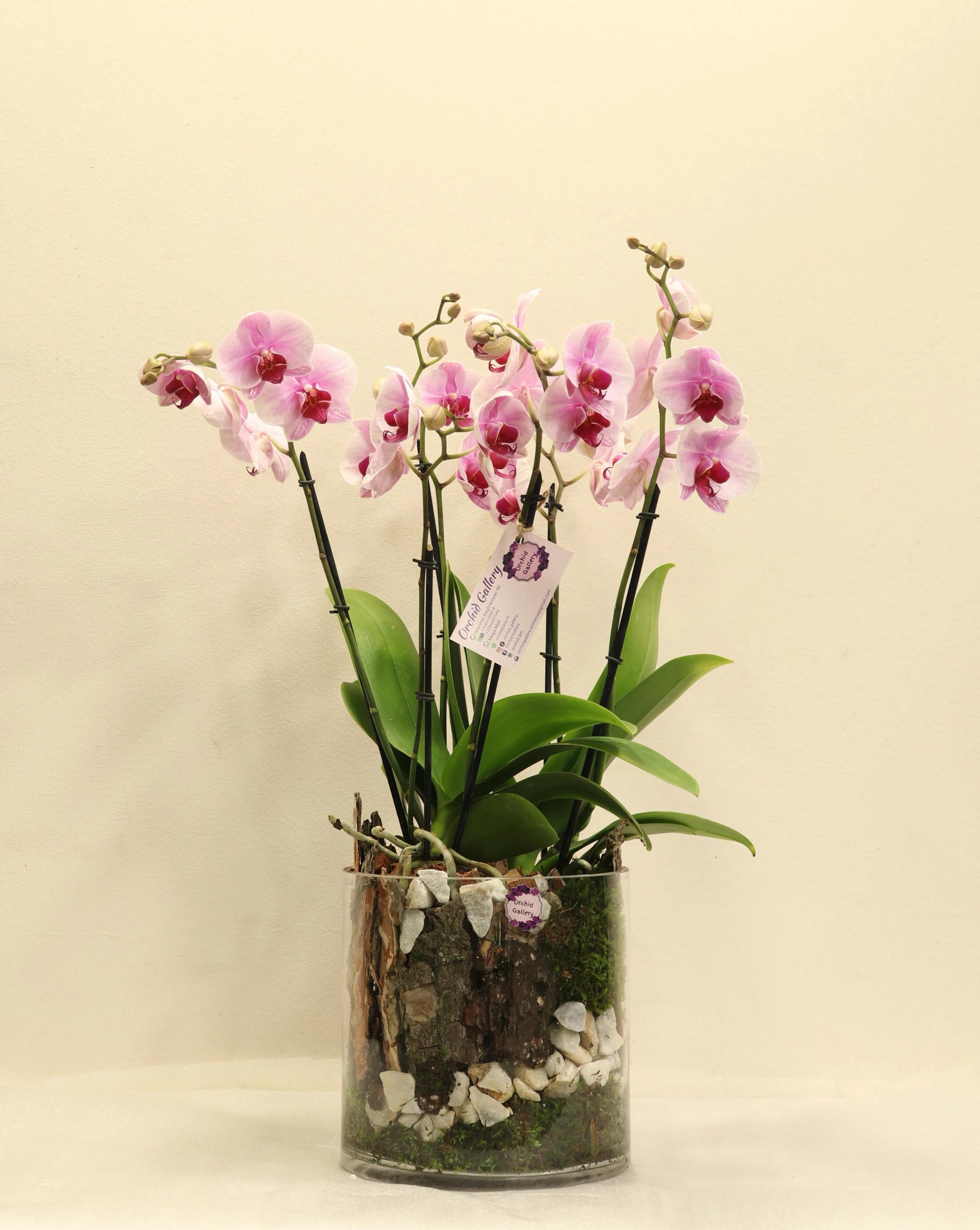 Composition with orchids | ծաղիկներ, ծաղկեպսակներ, բույսեր Երևան