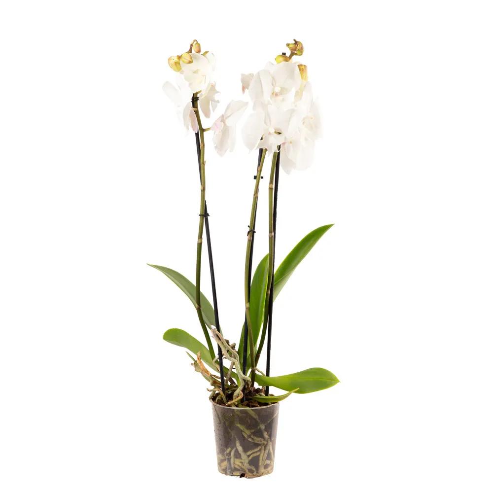 White Orchid | ծաղիկներ, ծաղկեպսակներ, բույսեր Երևան