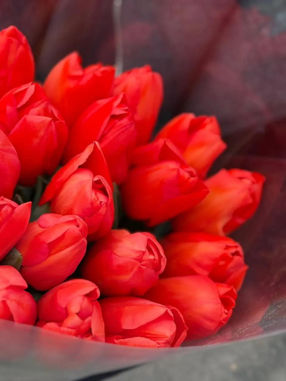 Red tulips | ծաղիկներ, ծաղկեպսակներ, բույսեր Երևան