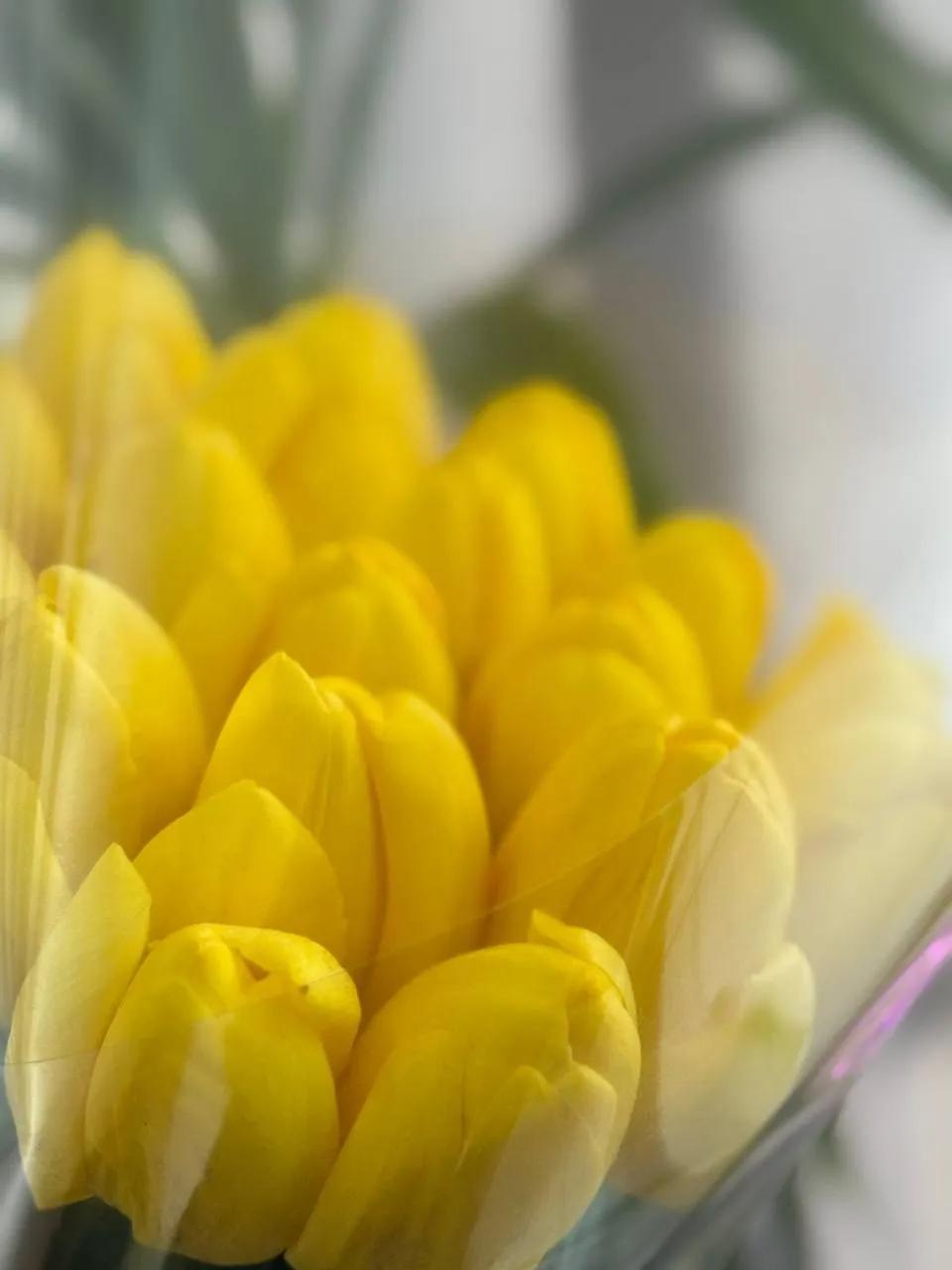 Yellow tulips | ծաղիկներ, ծաղկեպսակներ, բույսեր Երևան